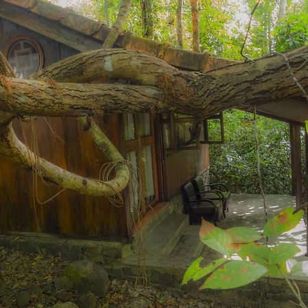 קאט טיין Forest Floor Lodge מראה חיצוני תמונה