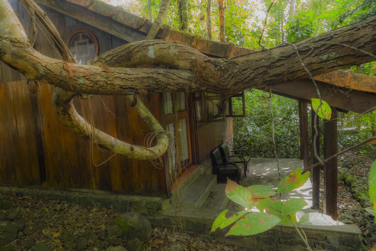 קאט טיין Forest Floor Lodge מראה חיצוני תמונה